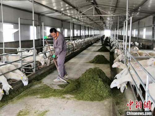 羊倌變股東，新材料織就慶陽致富路——傳統養羊業的工廠化轉型與精氣神重塑